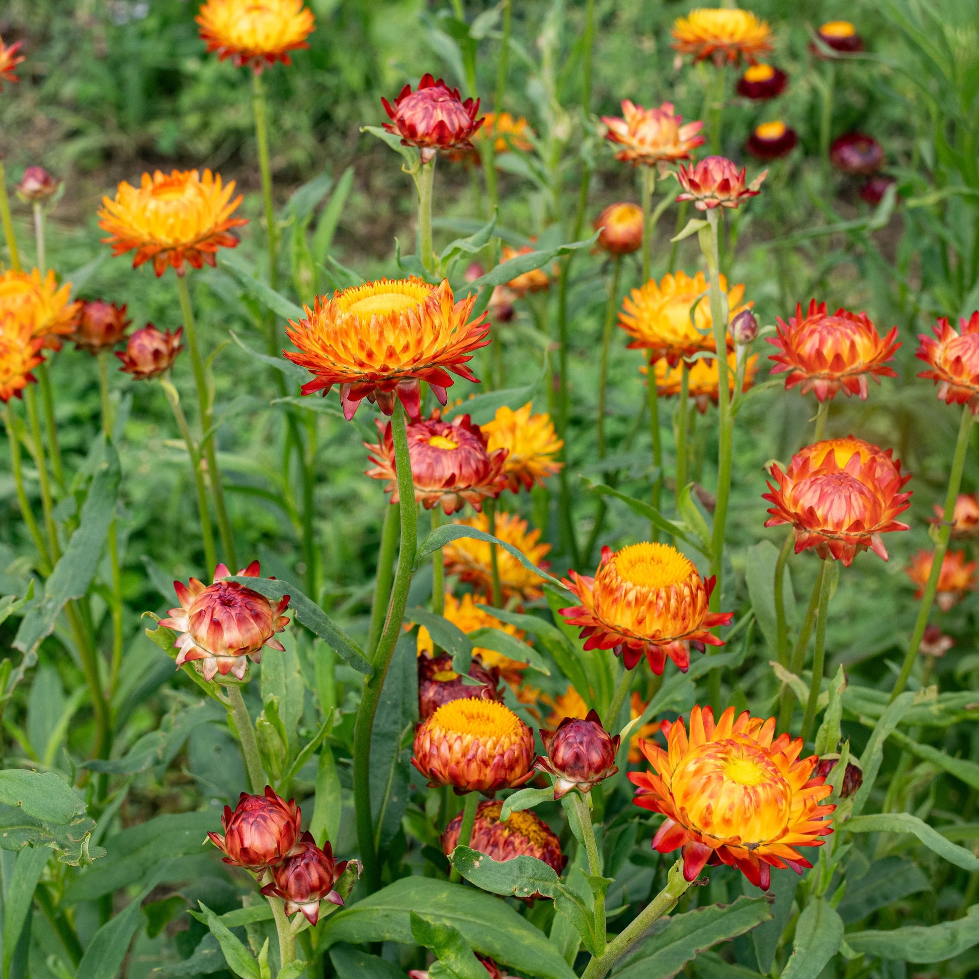 King Size Orange Strawflower Seeds online shopping