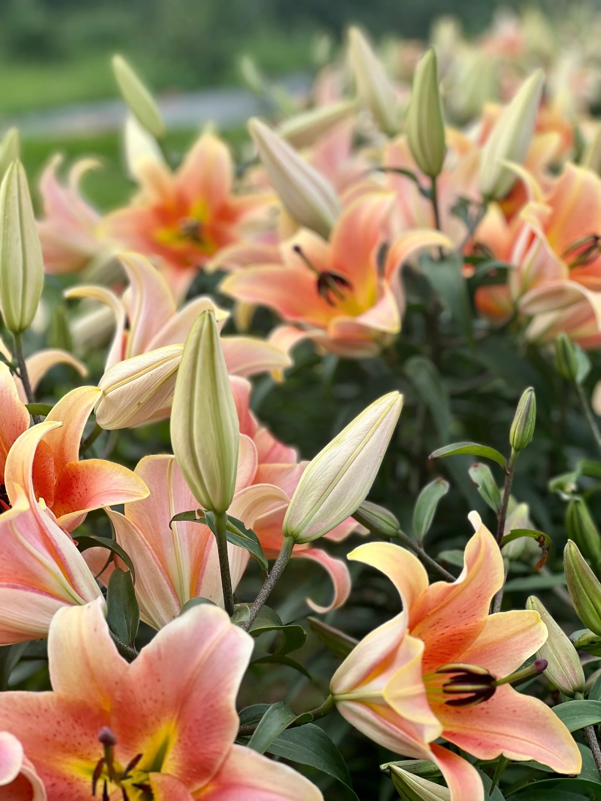 Zelmira Oriental x Trumpet Hybrid Lily – EVERGREEN Zelmira Oriental x Trumpet Hybrid Lily – EVERGREEN