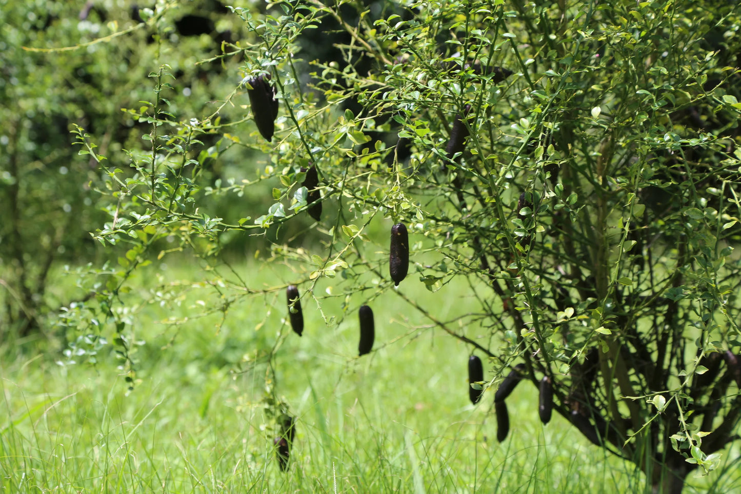 Citrus Trees - Arbres d'Agrumes