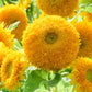 Teddy Bear Sunflower Seeds online shopping