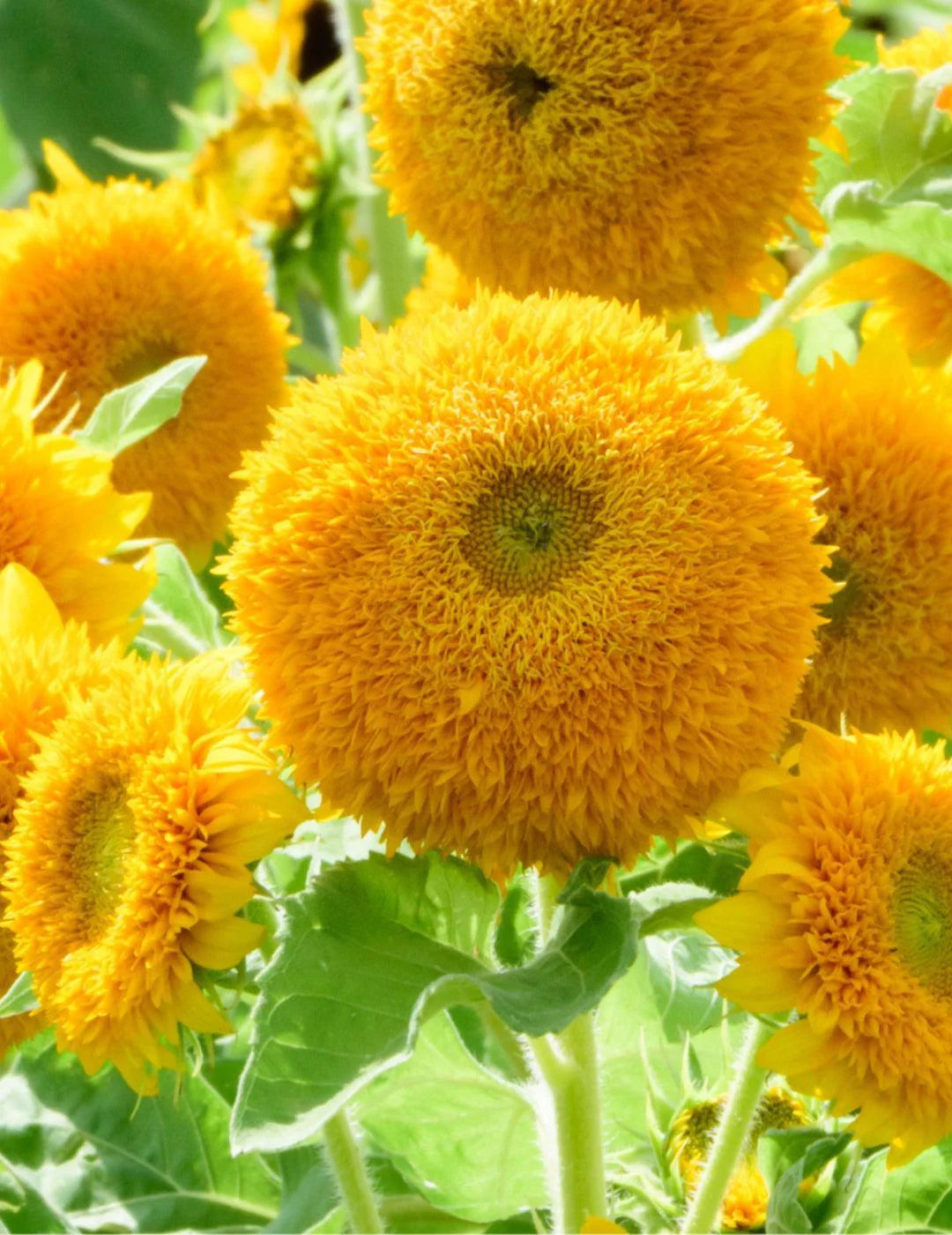 Teddy Bear Sunflower Seeds online shopping