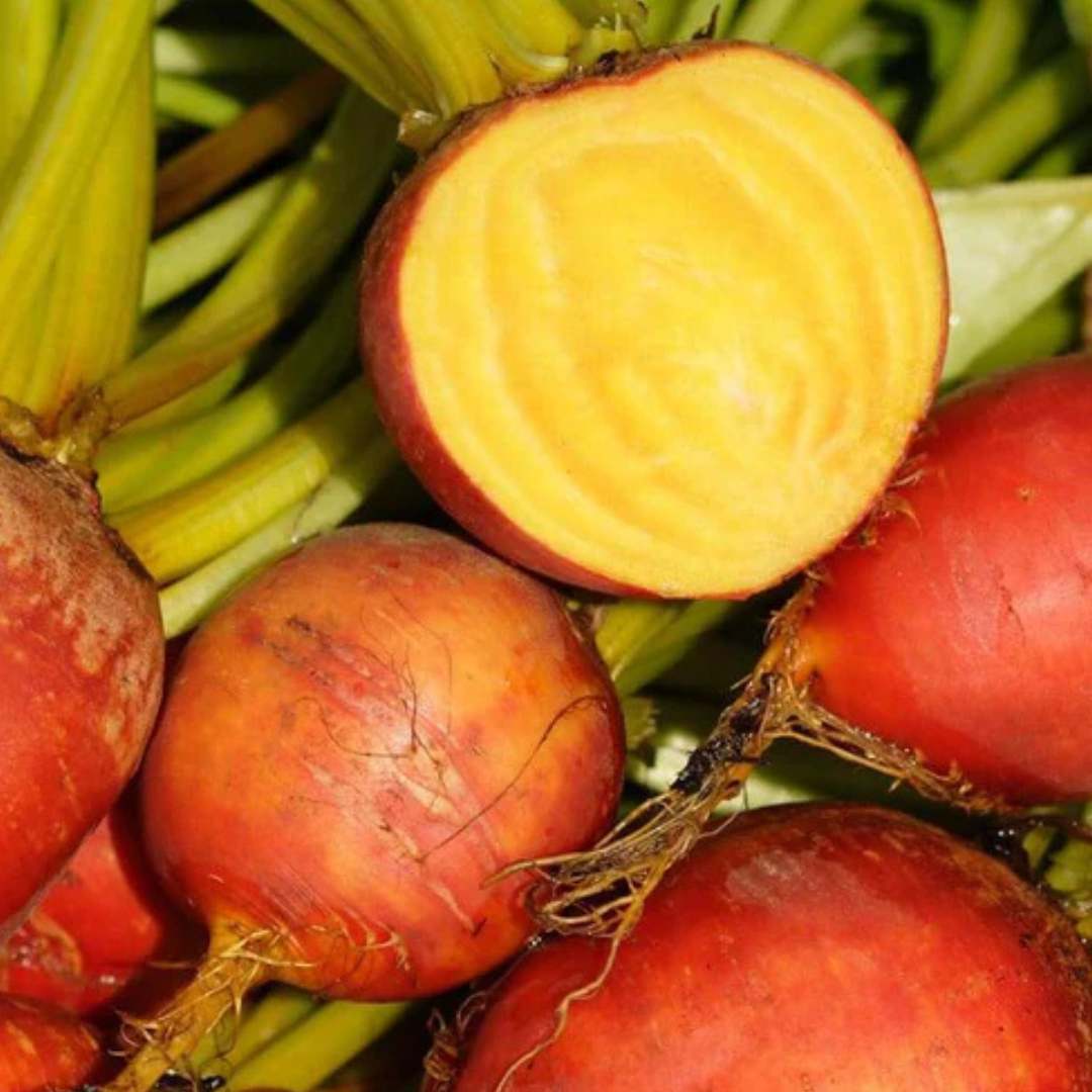 Touchstone Gold Beet Seeds online shopping