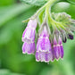 Comfrey Seeds online shopping