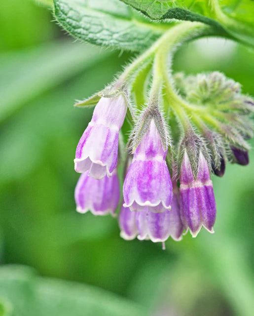 Comfrey Seeds online shopping