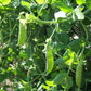 Super Sugar Snap Pea Seeds online shopping