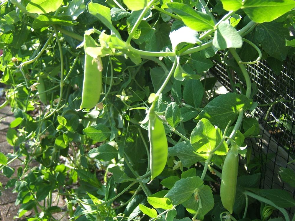 Super Sugar Snap Pea Seeds online shopping