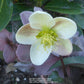 Hellebore Winter Magic™ Candy Love