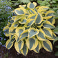 Autumn Frost Hosta Plant