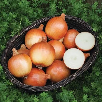 Cortland Onion