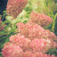 Hydrangea paniculata Renhy Vanille Fraise