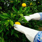 Yuzu Plant citrus plant material online shopping