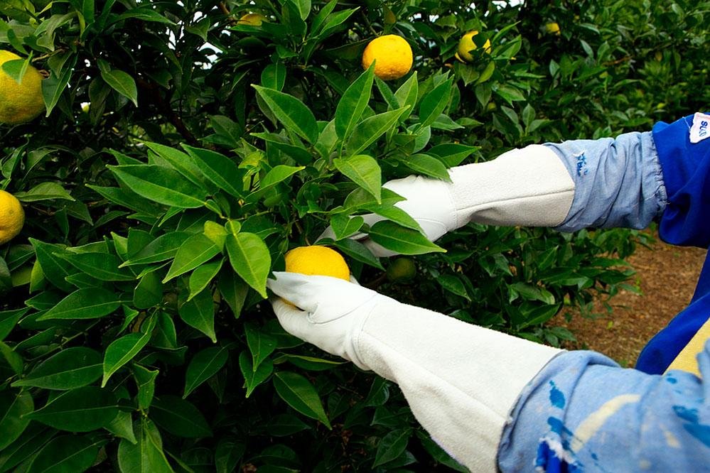 Yuzu Plant citrus plant material online shopping