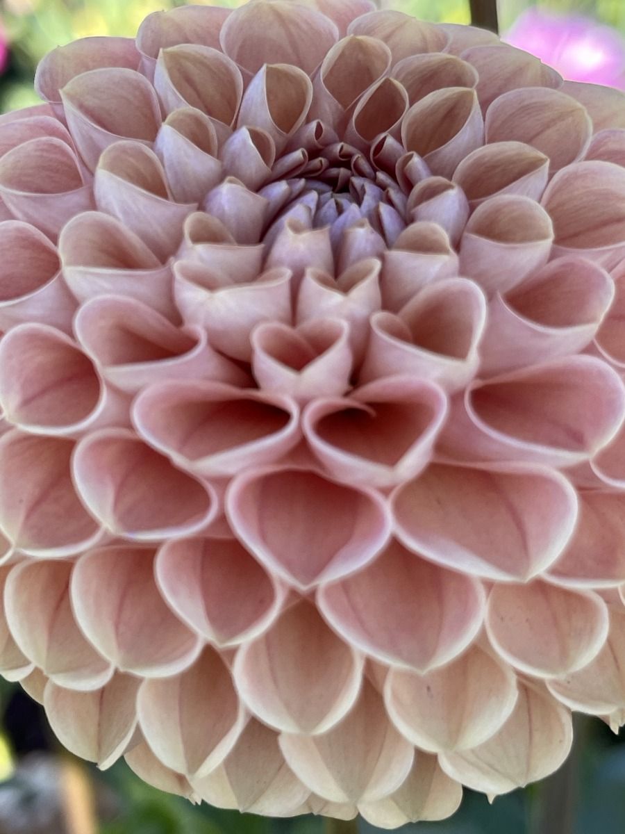 Bee Hive Dahlia