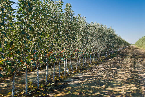 Pear Tree - Poirier