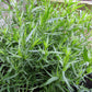 Tarragon - Estragon online shopping