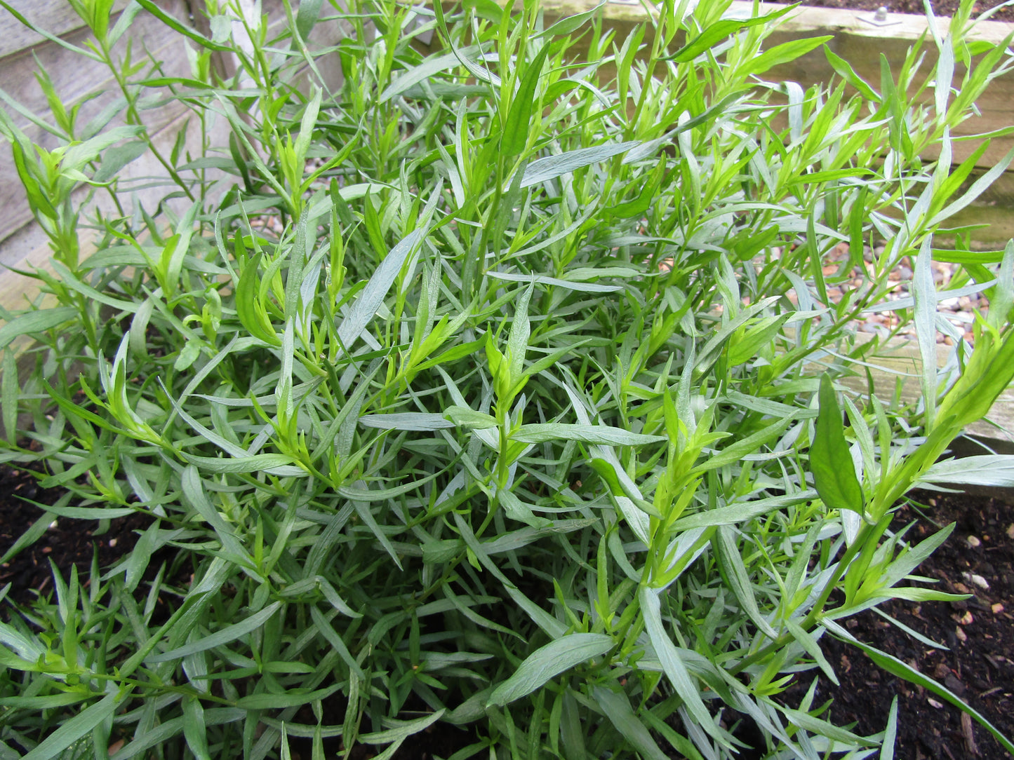 Tarragon - Estragon