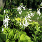 Royal Standard Hosta Plant