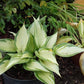 Justine Hosta Plant