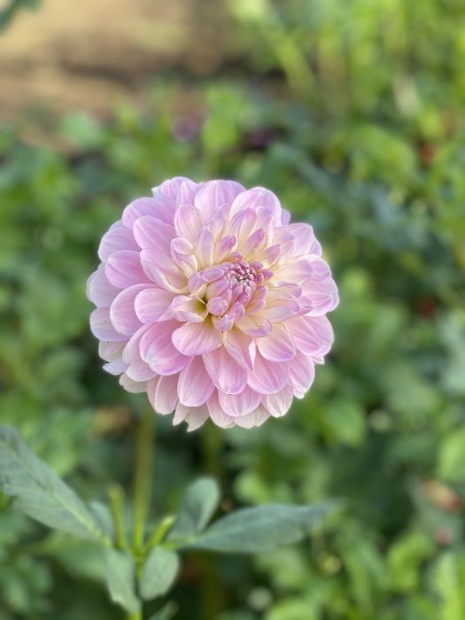 Marionberry Milkshake Dahlia