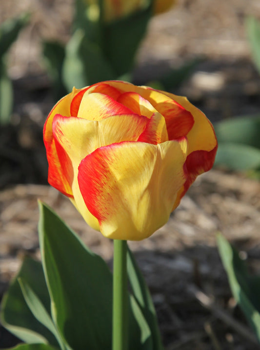 Outbreak Tulip Bulbs