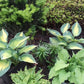 Touch of Class Hosta Plant