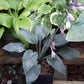 Hadspen Blue Hosta Plant
