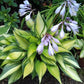 Justine Hosta Plant