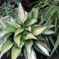 Justine Hosta Plant