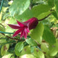 Texensis Gravetye Beauty Clematis Vine