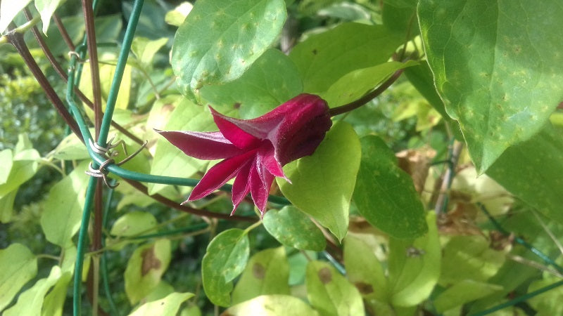 Texensis Gravetye Beauty Clematis Vine