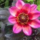 Dahlegria Tricolore Dahlia