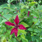 Texensis Gravetye Beauty Clematis Vine