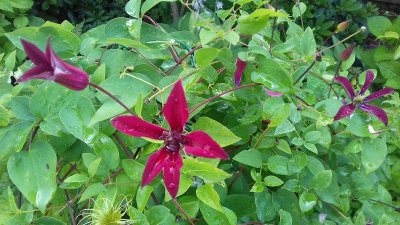 Texensis Gravetye Beauty Clematis Vine