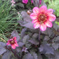 Dahlegria Tricolore Dahlia