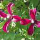 Texensis Gravetye Beauty Clematis Vine
