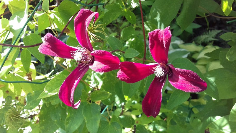 Texensis Gravetye Beauty Clematis Vine