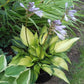 Justine Hosta Plant