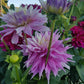 Sir Alf Ramsey Dahlia