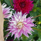 Sir Alf Ramsey Dahlia