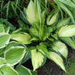 Justine Hosta Plant