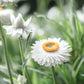 White Strawflower Seeds online shopping