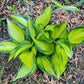 Justine Hosta Plant
