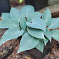 Hadspen Blue Hosta Plant
