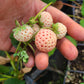 Flamingo Strawberry Plant