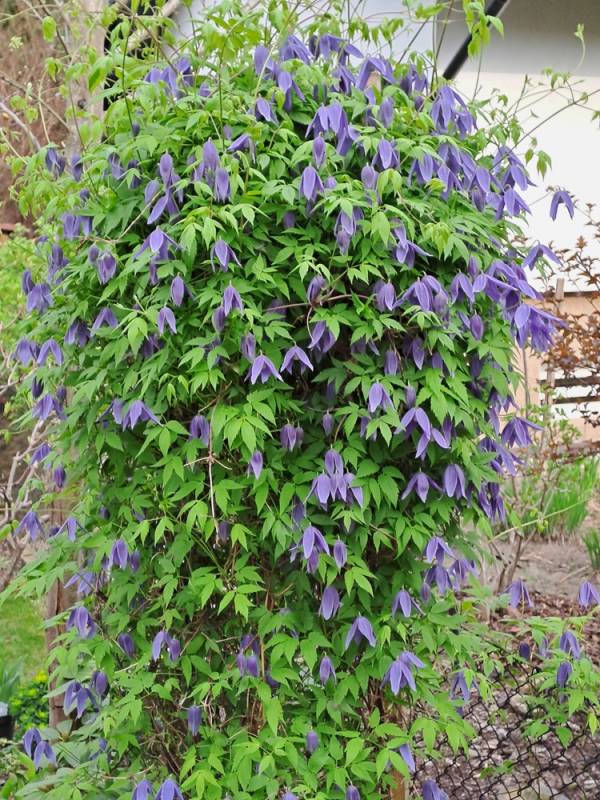 Macropetala Lagoon Clematis Vine