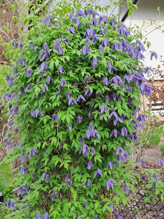 Macropetala Lagoon Clematis Vine