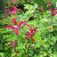Texensis Gravetye Beauty Clematis Vine