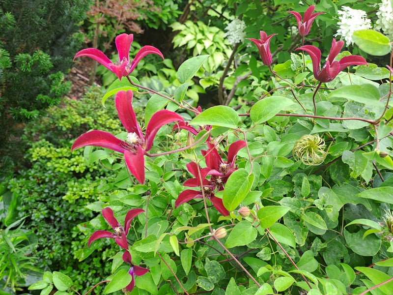 Texensis Gravetye Beauty Clematis Vine