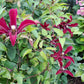 Texensis Gravetye Beauty Clematis Vine