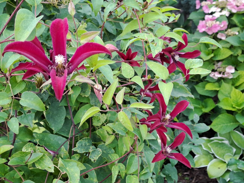 Texensis Gravetye Beauty Clematis Vine